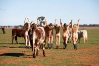 Klicken zum ansehen algemein_168_t1.jpg