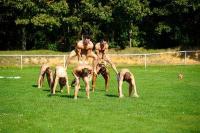 Klicken zum ansehen algemein_223_t1.jpg