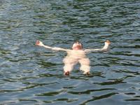 Klicken zum ansehen algemein_90_t1.jpg