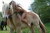 Klicken zum ansehen reiten_16_t1.jpg
