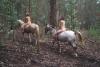 reiten_1_t1.jpg